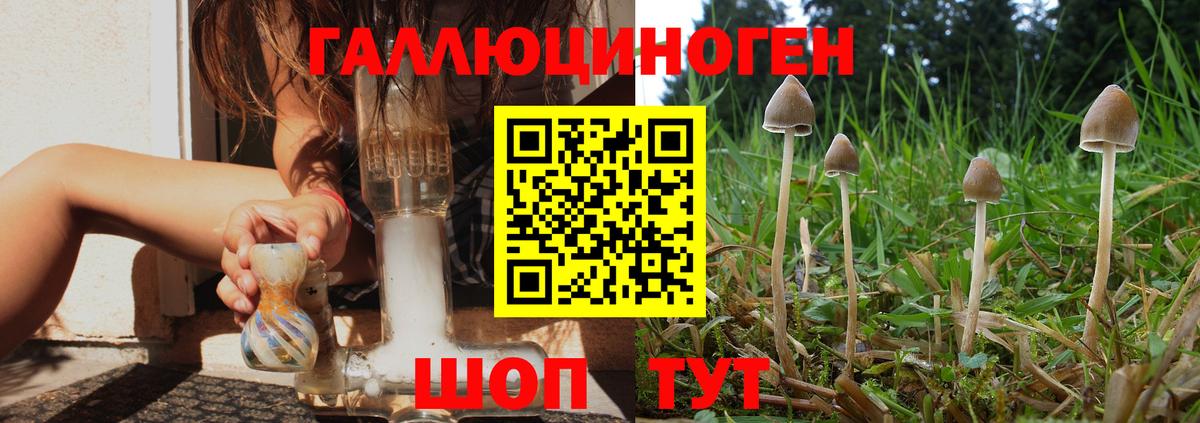 Галлюциногенные грибы Psilocybine cubensis Калач-на-Дону